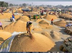 किसानों की मेहनत रंग लाई, धान की बंपर पैदावार से मंडियां हुईं गुलजार