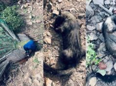 जंगल के पानी में जहर की आशंका! दल्लीखोली में मोर, सिवेट और पक्षियों की मौत से हड़कंप