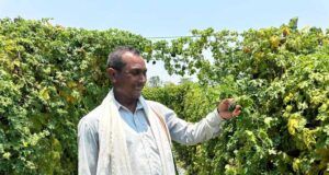 वाटरशेड योजना बनी किसान छबी लाल की समृद्धि का आधार