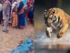 घर में घुसा बाघ बना काल, बांधवगढ़ में महिला की मौत; बचाने पहुंचे तीन लोग घायल