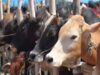 गोबर, गोमूत्र पर आईआईटी कानपुर की खोज से बनेगी 15 गुना ज्यादा असरदार खाद