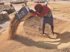 MSP पर रिकॉर्ड गेहूं खरीदी, 13.27 लाख किसानों से 102 लाख मीट्रिक टन उपार्जन