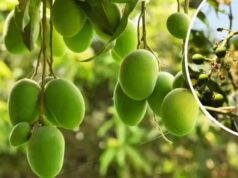 एक ही पेड़ पर बौर, कच्चे और पके आम एक साथ, हैरान कर रही वैरायटी