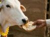 पहली रोटी गाय और आखिरी रोटी कुत्ते को खिलाने के पीछे क्या है धार्मिक और वास्तु महत्व?