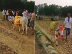गाय के असामान्य व्यवहार से फैली भीड़, जांच में हाइपोग्लाइसीमिया की पुष्टि