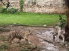 Gwalior Zoo News: CDV संक्रमण के खतरे के बीच मीरा के तीनों शावकों को नहीं मिलेगा खुला बाड़ा, पर्यटकों का इंतजार बढ़ा
