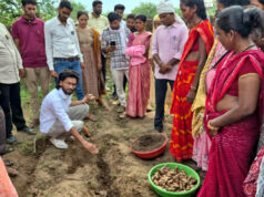 धमतरी का नगरी बनेगा हल्दी उत्पादन का नया हब, 250 किसानों ने अपनाई वैज्ञानिक खेती