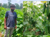 वैज्ञानिक तरीके से खीरे की खेती ने बदली कमार कृषक की तकदीर, उद्यानिकी योजना का मिला लाभ