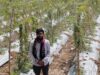आधुनिक खेती का कमाल: करेले की फसल ने महासमुंद के किसान को दिलाया लाखों का लाभ