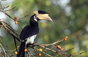 वन्य पर्यटन को बढ़ावा: उदंती-सीतानदी में ‘हॉर्नबिल सफारी’ की शुरुआत कराएंगे वन मंत्री