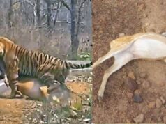 कटनी वन्यजीव त्रासदी! जहरीला तालाब बना काल, 14 चीतल-सांभर मरे, टाइगरों की सुरक्षा पर सवाल