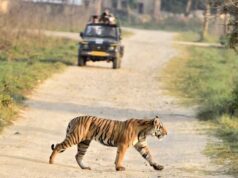 भोपाल के बाघ बने वैश्विक चर्चा का विषय, काठमांडू सम्मेलन में 42 देशों के विशेषज्ञ जानेंगे उनका व्यवहार