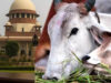 Supreme Court: तमिलनाडु सरकार की याचिका पर बड़ा आदेश, गाय-बछड़े से जुड़े मामले में हाईकोर्ट का फैसला पलटा
