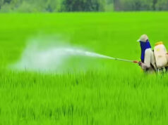 मानसून से किसानों के चेहरे खिले, छत्तीसगढ़ में 33.50 लाख हेक्टेयर में बोनी का लक्ष्य 69% पूरा