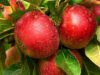 Apple Crisis in Himachal: 40% तक घट सकता है सेब उत्पादन, जानें कौन बन रहा ₹5000 करोड़ के कारोबार का सबसे बड़ा ‘खलनायक’