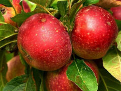 Apple Crisis in Himachal: 40% तक घट सकता है सेब उत्पादन, जानें कौन बन रहा ₹5000 करोड़ के कारोबार का सबसे बड़ा ‘खलनायक’