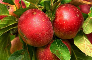 Apple Crisis in Himachal: 40% तक घट सकता है सेब उत्पादन, जानें कौन बन रहा ₹5000 करोड़ के कारोबार का सबसे बड़ा ‘खलनायक’