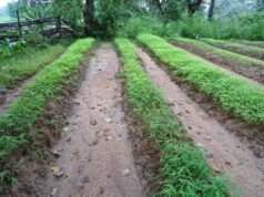 छत्तीसगढ़ के अबूझमाड़ में कॉफी मिशन की तैयारी, अधिकारियों को ओडिशा भेजा जाएगा ट्रेनिंग के लिए