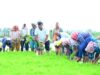 स्वयं ट्रैक्टर चलाकर धान रोपाई की तैयारियों का किया शुभारंभ