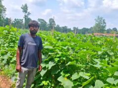 खीरे की वैज्ञानिक खेती बनी वरदान