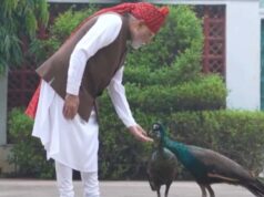लाल किले रवाना होने से पहले PM मोदी ने खिलाया चारा-दाना, वीडियो हुआ वायरल