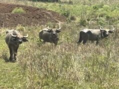 बांधवगढ़ में बढ़ रहा गौर का कुनबा, कान्हा में वन भैंसा पुनर्स्थापना से मजबूत होगा पारिस्थितिकी तंत्र