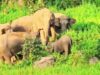 जशपुर में दंतैल हाथी की दस्तक, अस्पताल-कॉलेज और चर्च की बाउंड्री तोड़ी; वन विभाग अलर्ट