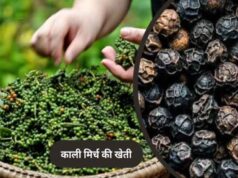 MP के किसानों के लिए नई पहल, पचमढ़ी में तैयार हुई मसालों की खास नर्सरी