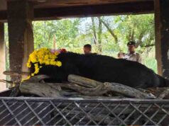 नंदनवन जू एवं जंगल सफारी में 25 वर्षीय मादा हिमालयन भालू ‘फफोरी’ की मौत