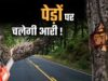 भोपाल में 2.89 लाख पेड़ों पर मंडराया संकट! 791 किमी सड़क नेटवर्क के प्रस्ताव से विशेषज्ञ चिंतित
