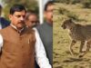 बुंदेलखंड में चीतों की नई दहाड़, CM मोहन यादव आज 7 अक्टूबर को वीरांगना दुर्गावती रिजर्व में छोड़ेंगे 2 चीते