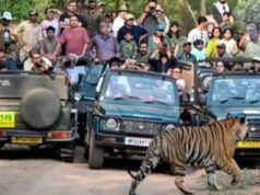 MP के बांधवगढ़ टाइगर रिजर्व में उमड़ी पर्यटकों की भीड़, 8 दिन में 4598 लोगों ने देखा जंगल