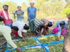 तसर पालन से बढ़ेंगे ग्रामीणों की आमदनी के अवसर