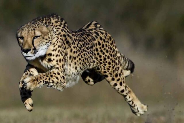 cheetah_33_3-1.jpg