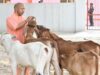 सीएम योगी के विजन के अनुरूप गो आधारित उत्पादों को बाजार से जोड़ने की तैयारी